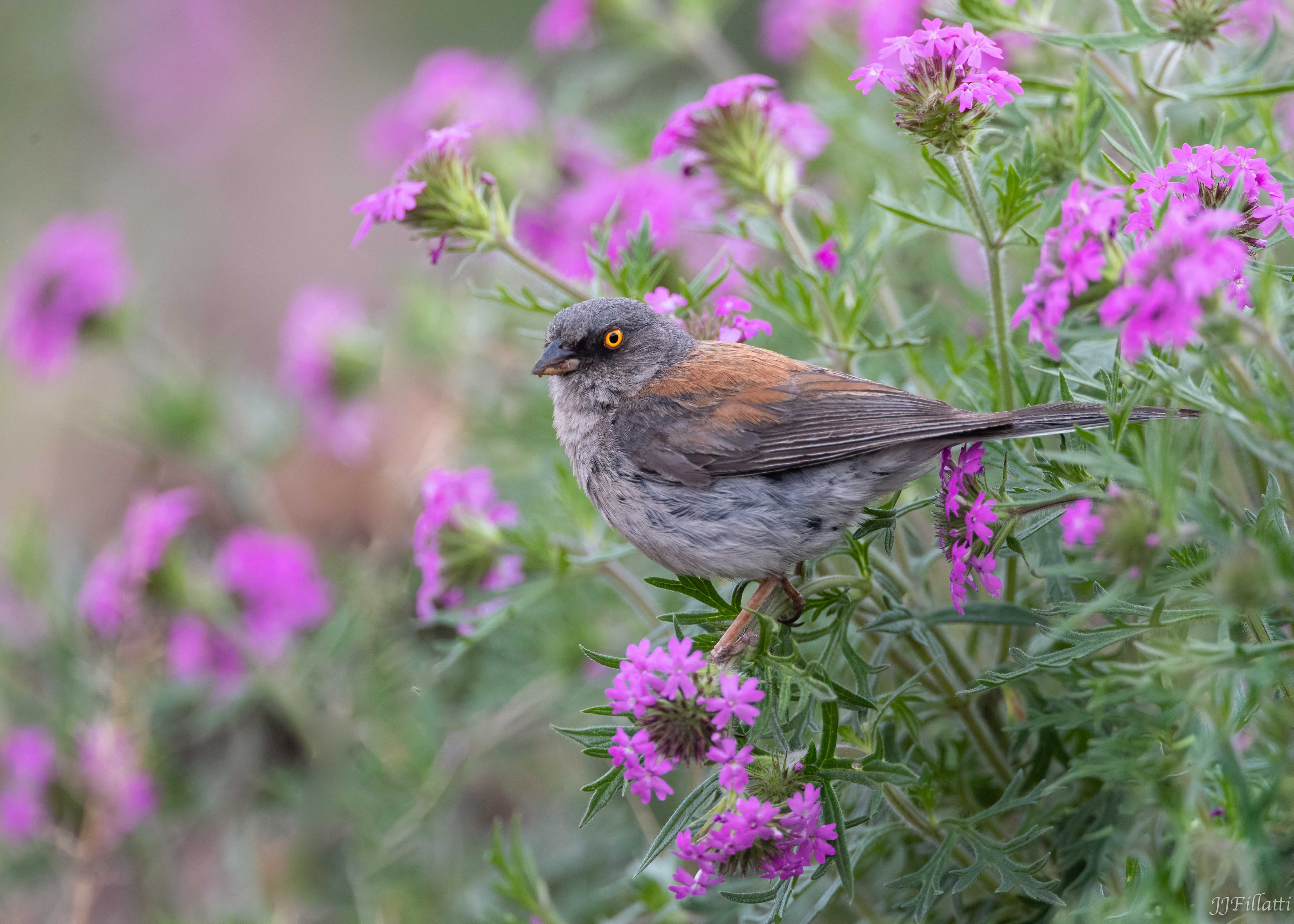 bird of arizona image 33